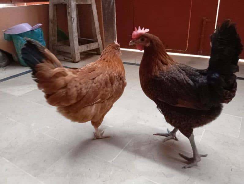 Desi hens (egg laying) 7