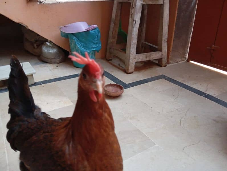 Desi hens (egg laying) 8