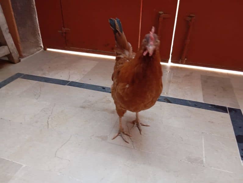 Desi hens (egg laying) 9