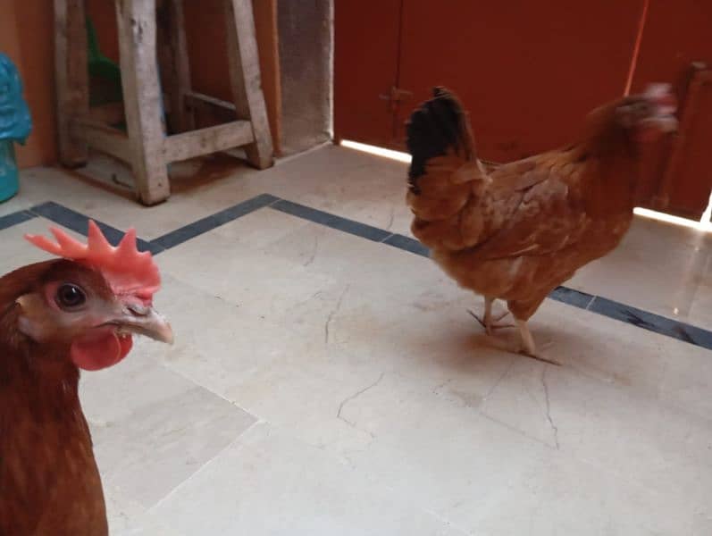 Desi hens (egg laying) 10