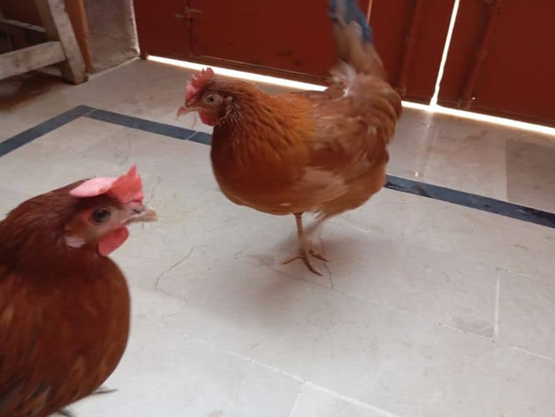Desi hens (egg laying) 11