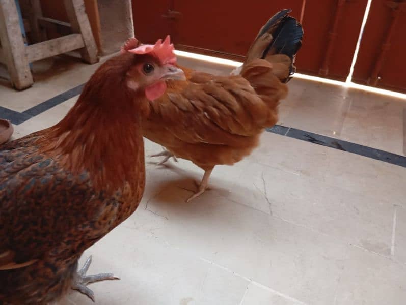 Desi hens (egg laying) 12