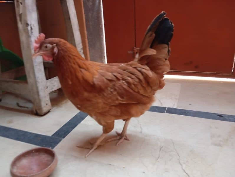 Desi hens (egg laying) 14