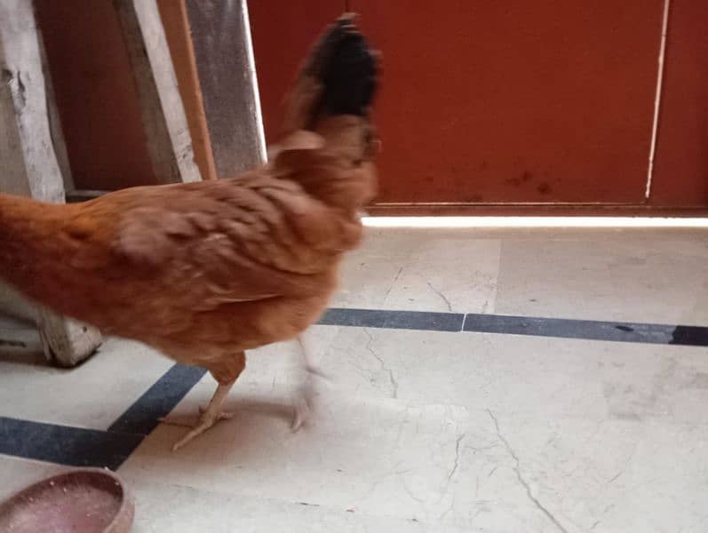 Desi hens (egg laying) 15