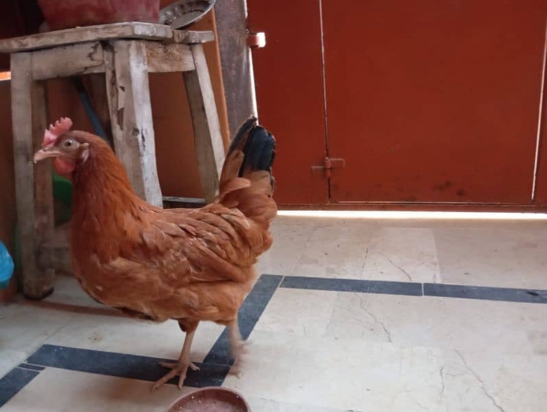 Desi hens (egg laying) 16
