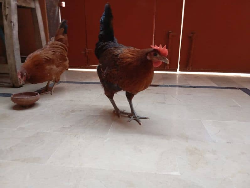 Desi hens (egg laying) 17