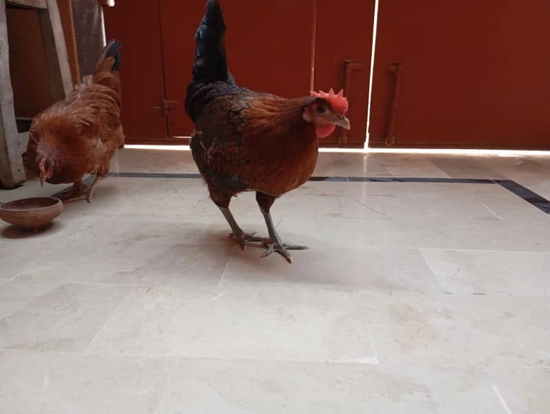 Desi hens (egg laying) 18