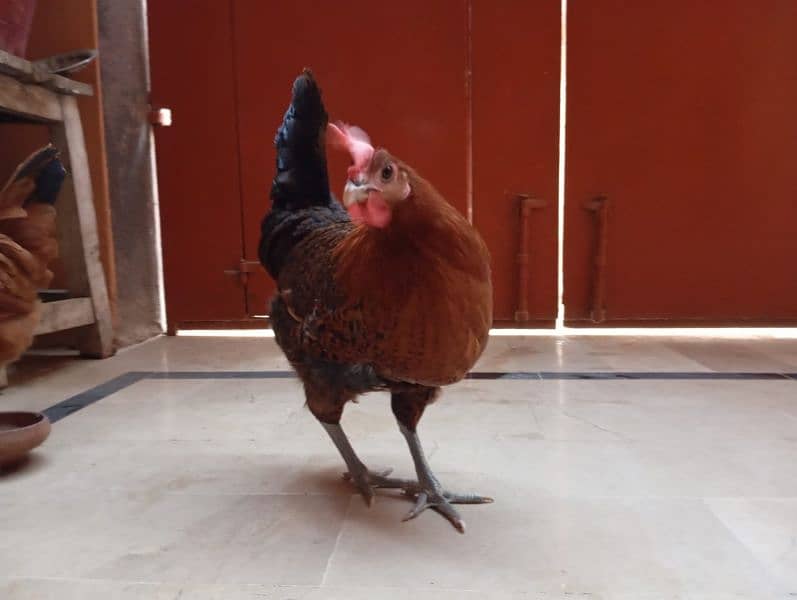 Desi hens (egg laying) 19