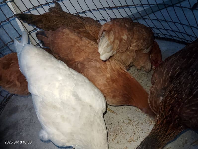 Layer Hens 0