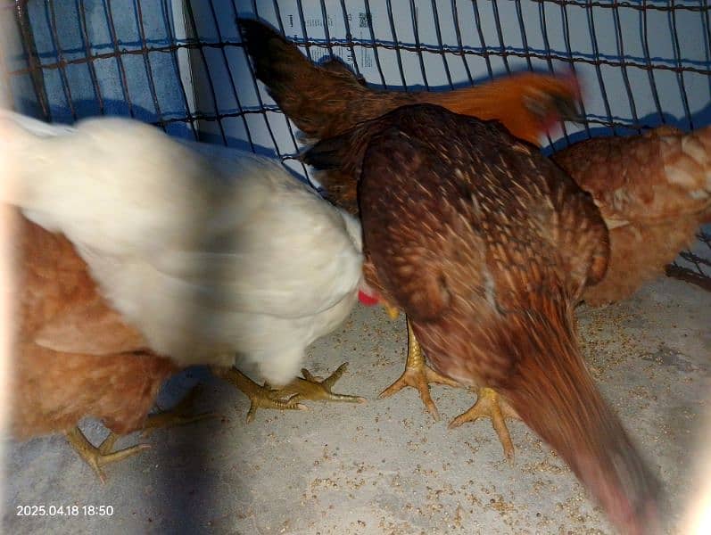Layer Hens 1