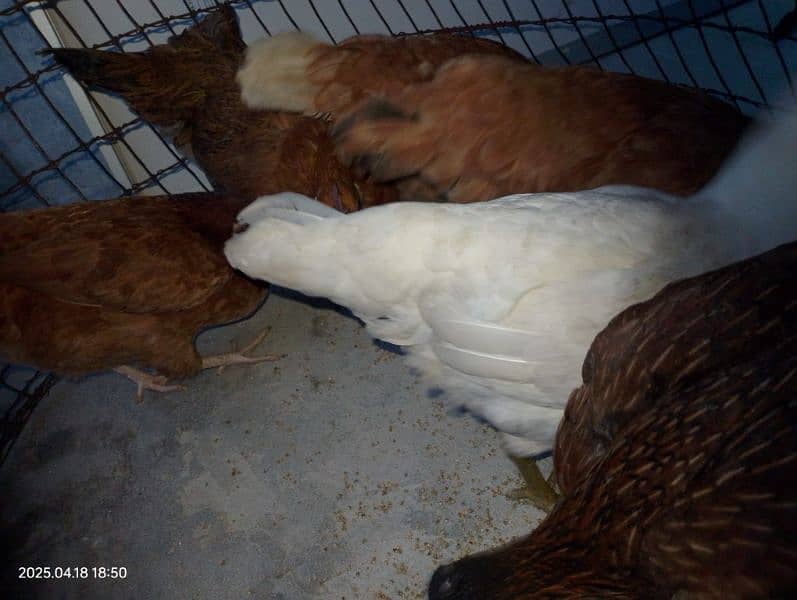 Layer Hens 2