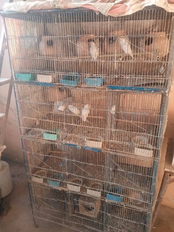 albaino +cage 0