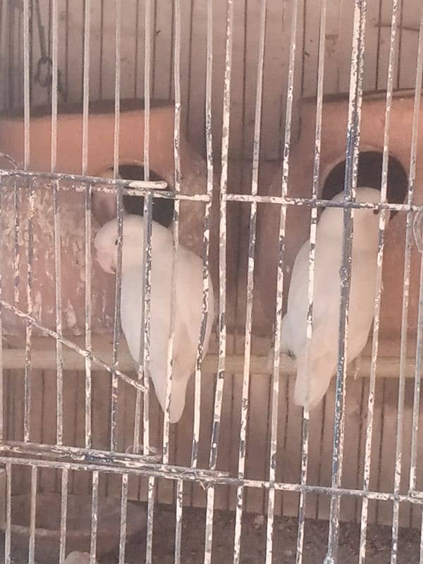 albaino +cage 1