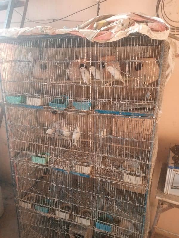 albaino +cage 2