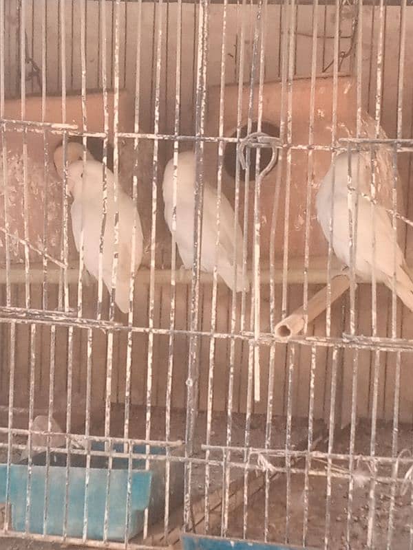 albaino +cage 3
