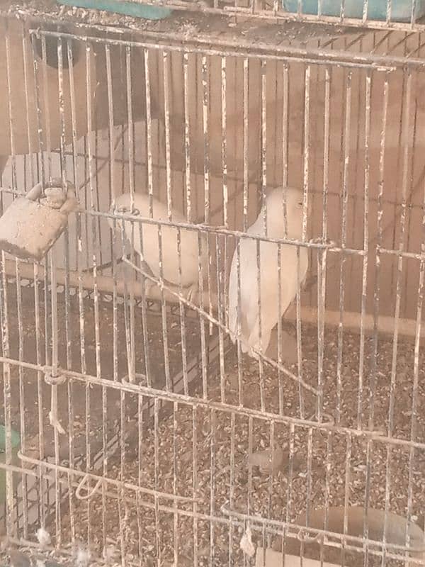 albaino +cage 4