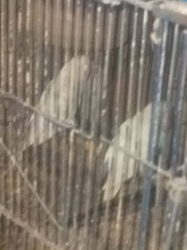 albaino +cage 5