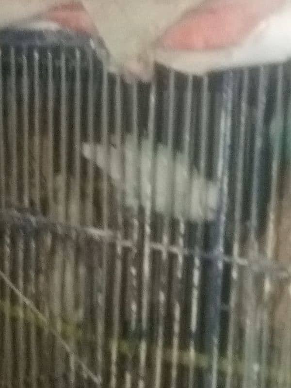 albaino +cage 6