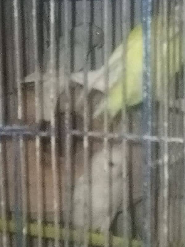 albaino +cage 7