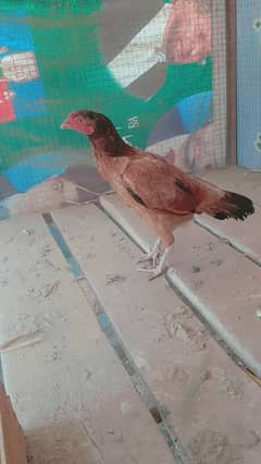 Aseel