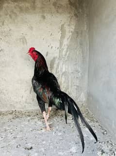 Lakha