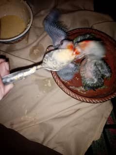Green neck chicks