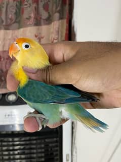Lovebirds