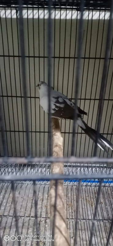 Pied dove pair 1