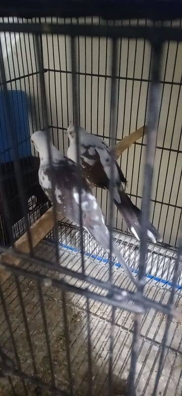 Pied dove pair 2