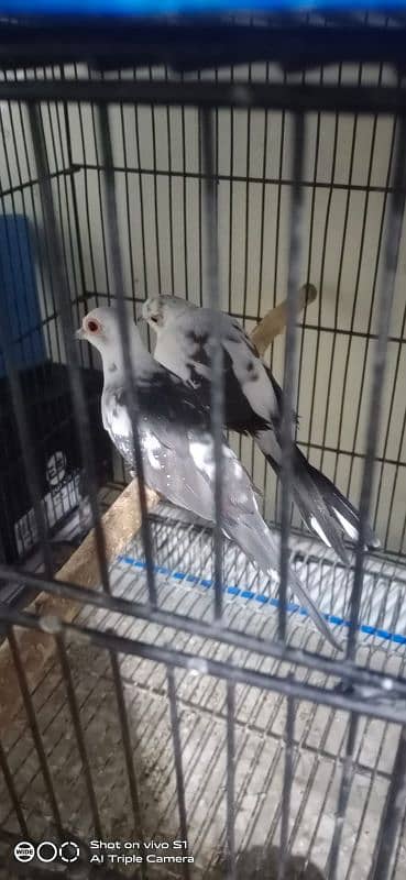 Pied dove pair 3