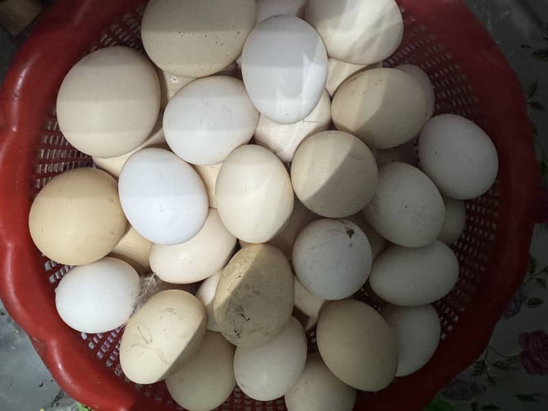 Pure Desi eggs 0