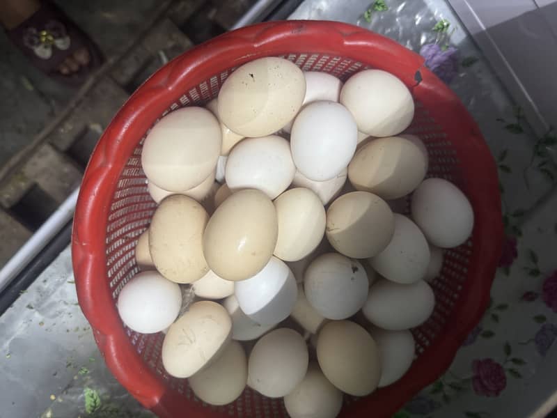 Pure Desi eggs 1