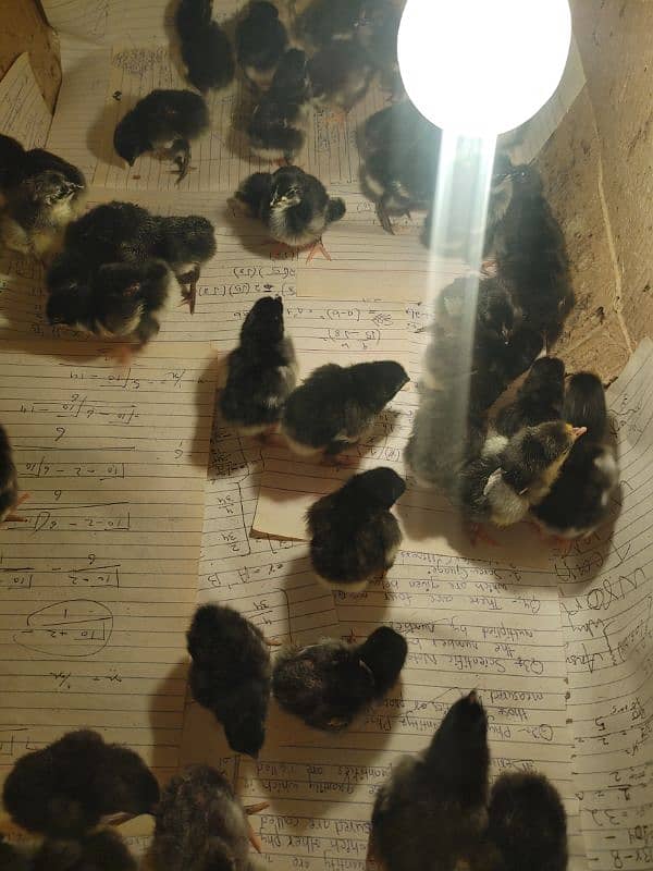 Austrolop chiks for Sale 0