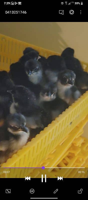 Austrolop chiks for Sale 1