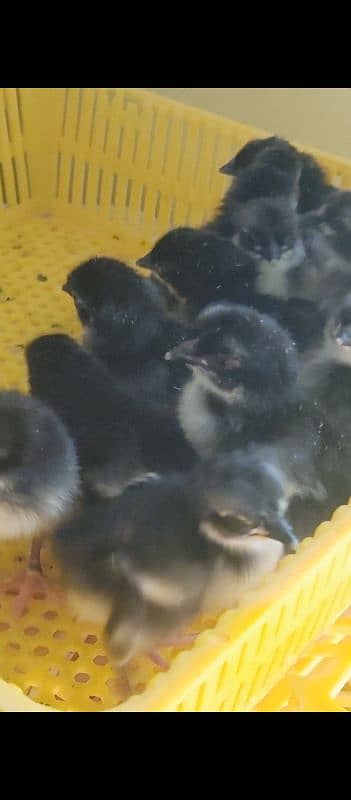 Austrolop chiks for Sale 2