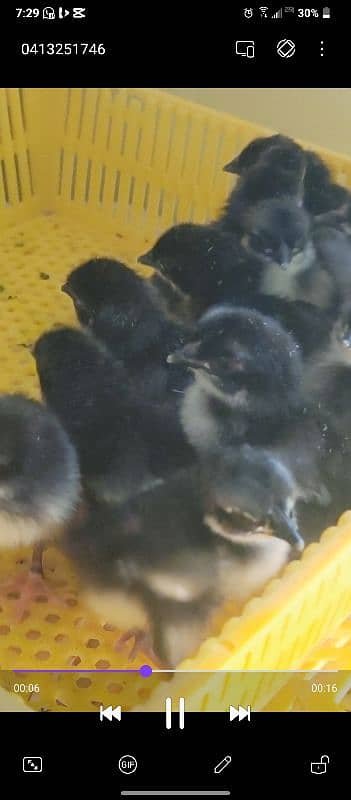 Austrolop chiks for Sale 3