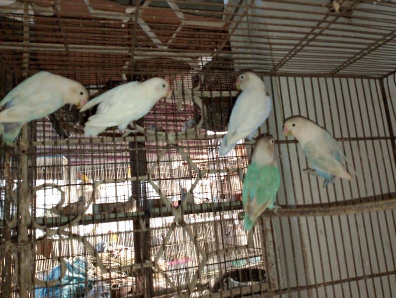 Blue Pistal or Albino Black eye 1