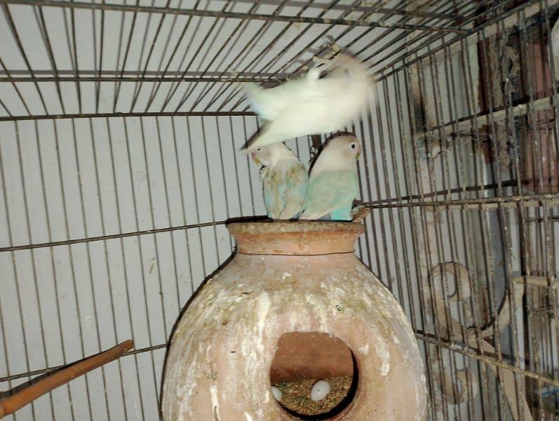 Blue Pistal or Albino Black eye 2