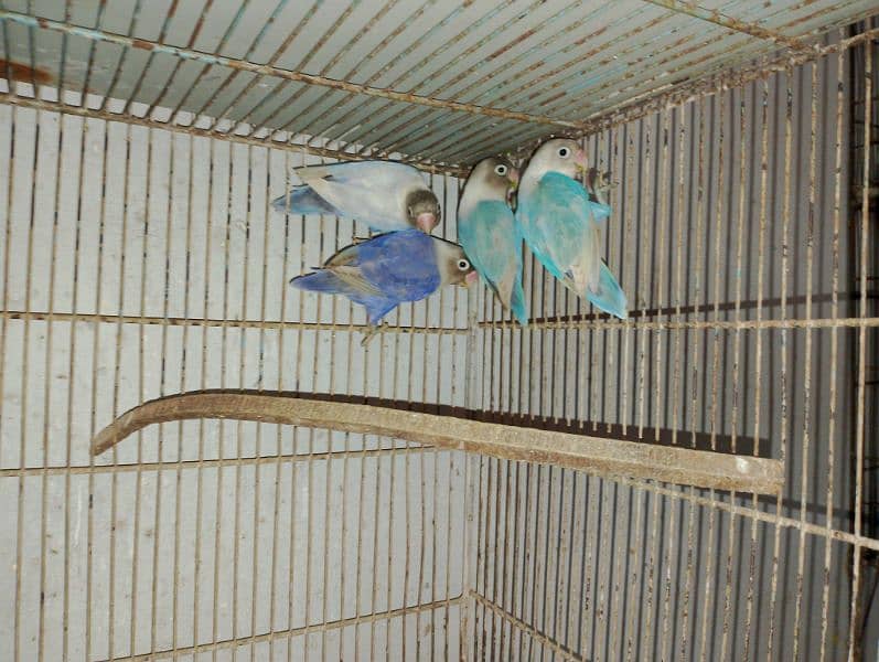 Blue Pistal or Albino Black eye 3