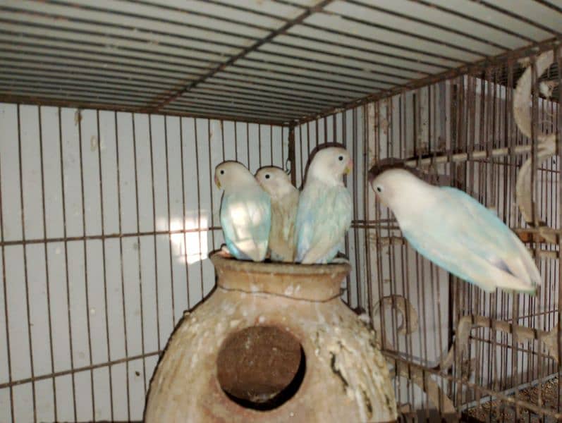 Blue Pistal or Albino Black eye 4
