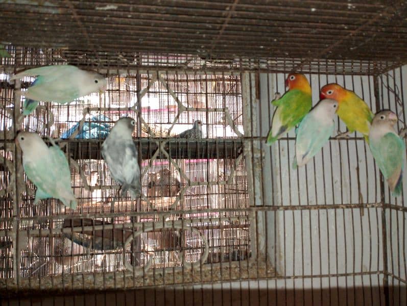 Blue Pistal or Albino Black eye 5