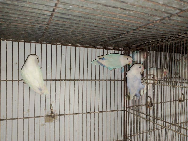 Blue Pistal or Albino Black eye 6
