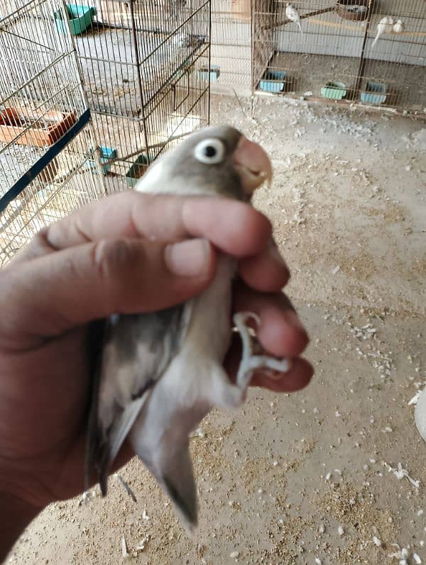 Blue Pistal or Albino Black eye 11