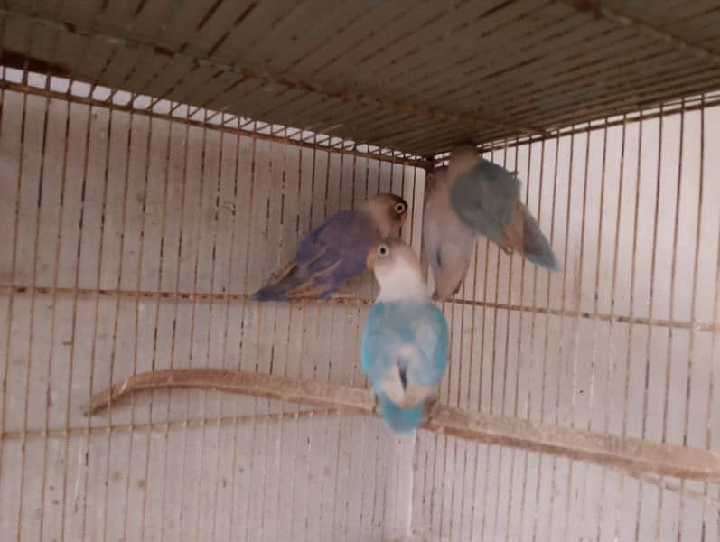 Blue Pistal or Albino Black eye 12