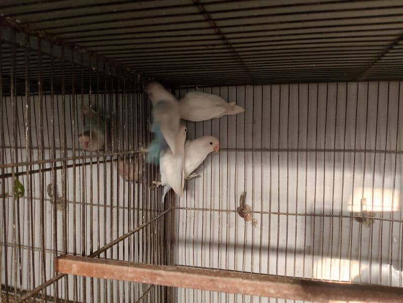 Blue Pistal or Albino Black eye 13