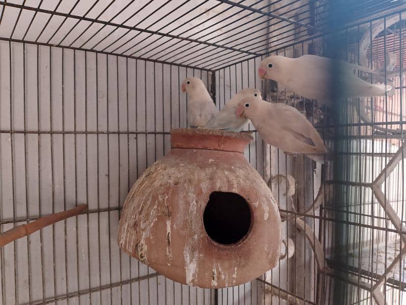 Blue Pistal or Albino Black eye 14