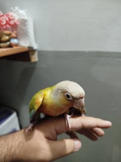 Hand-Tamed Pineapple Conure Pair