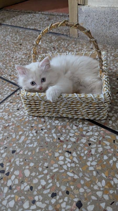 Kitten 2