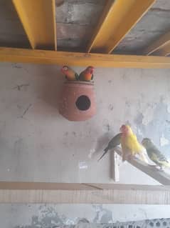 Lutino Red Eyes Pair And Fishers Pair