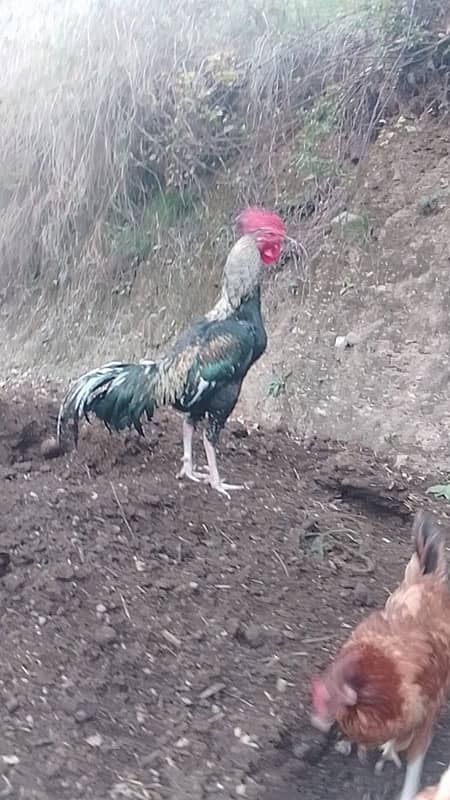 Bengum Aseel 1